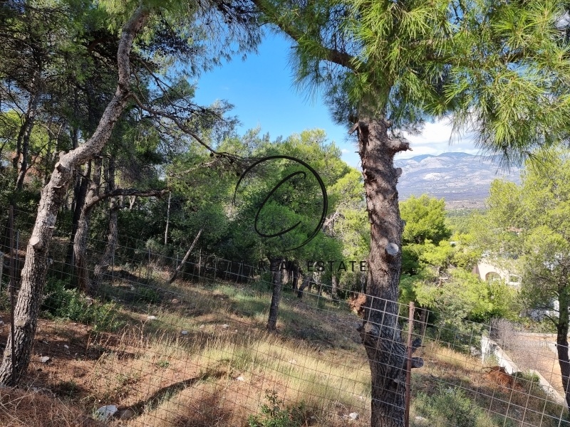 1 - vente terrain ekali attique grèce