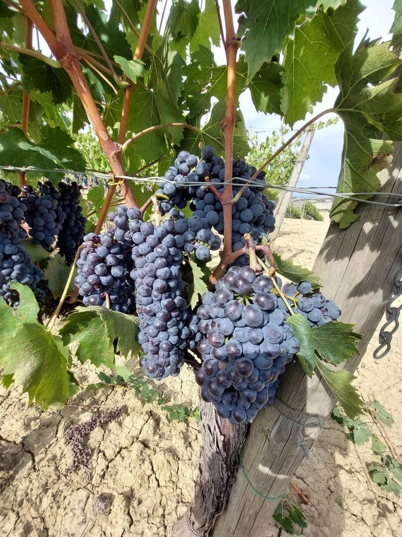 2 - verkauf anwesen montalcino toskana italien