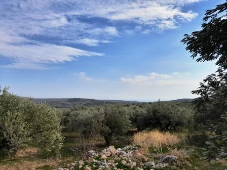 1 - vendita terreno zákros creta grecia