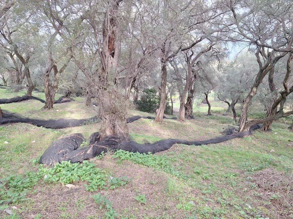 1 - plot of land for sale in ágios stéfanos ionian islands greece
