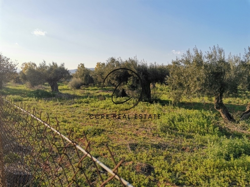 2 - vente terrain aspropirgos attique grèce