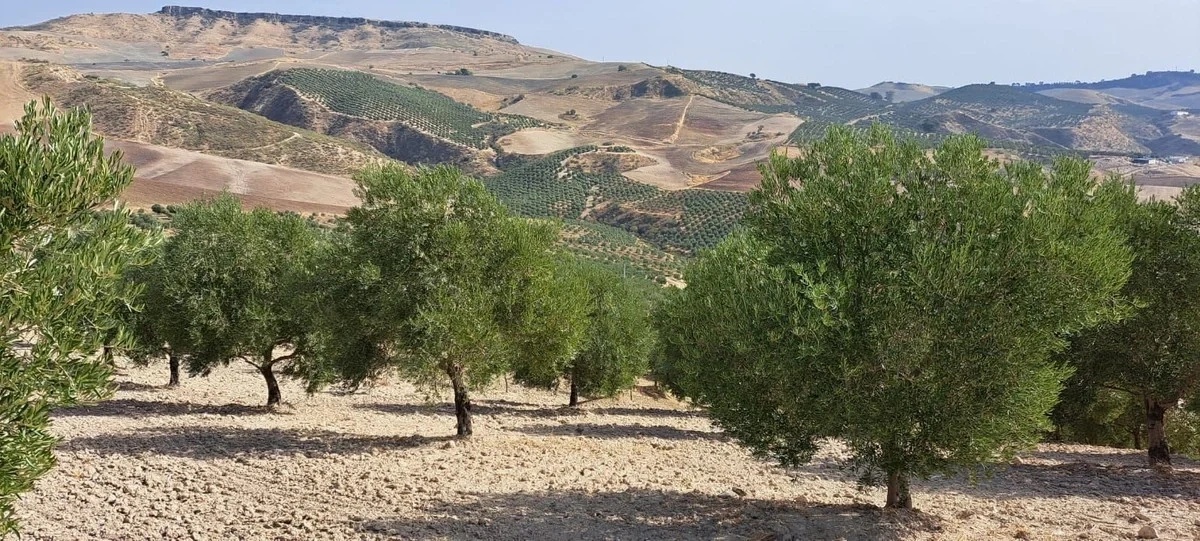 2 - verkauf grundstück ronda andalusien spanien