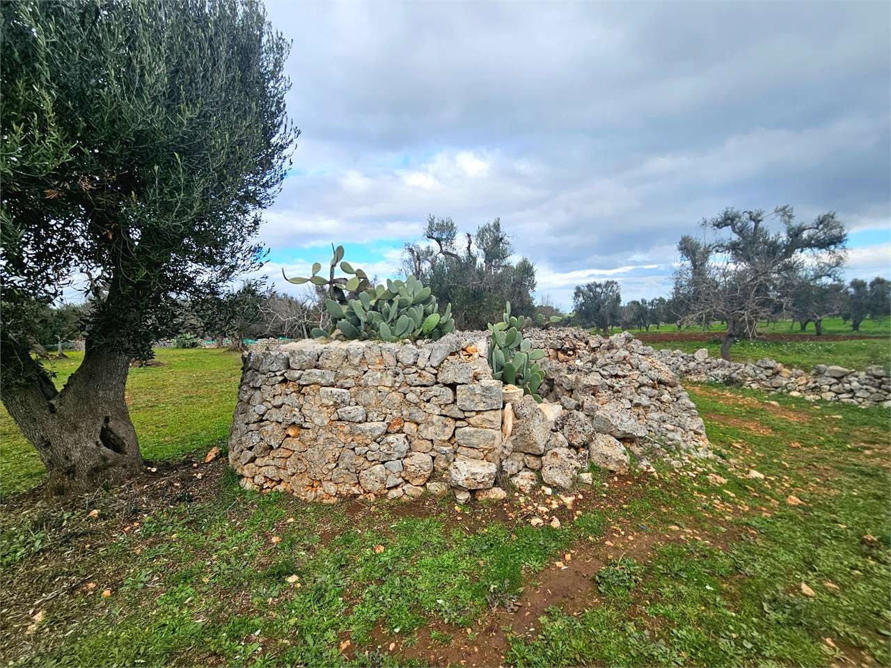 1 - verkoop terrein carovigno apulia italië