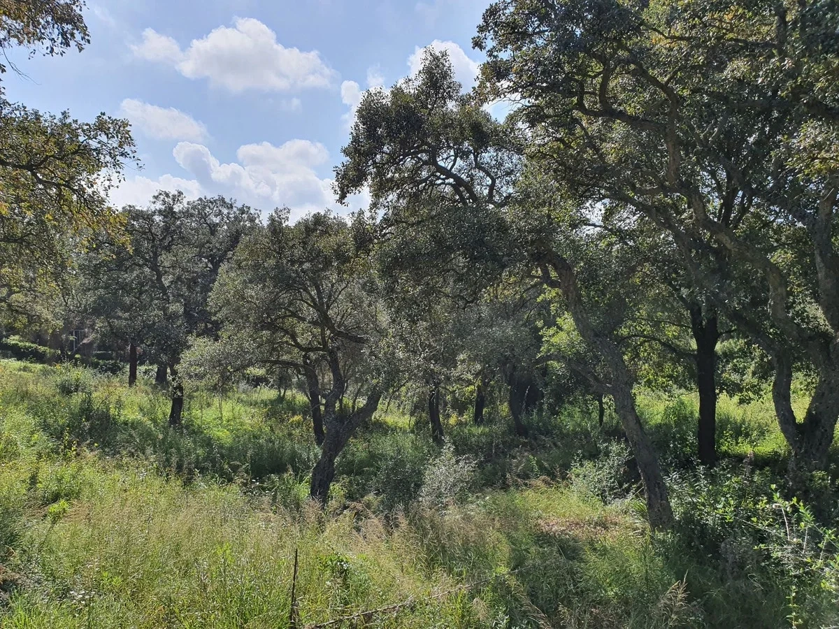 1 - venta terreno sotogrande andalucía españa