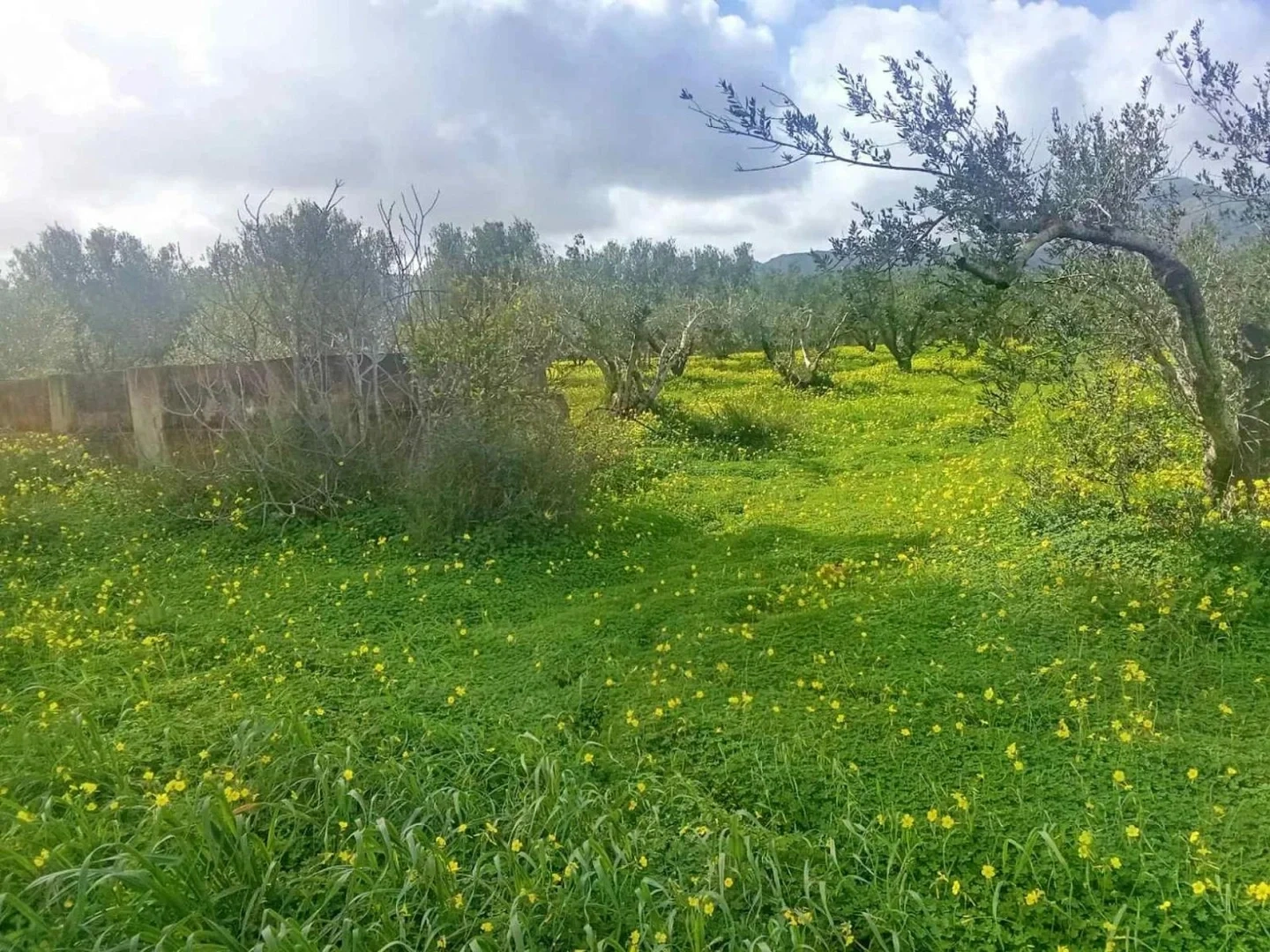 1 - vendita terreno plátanos epiro grecia