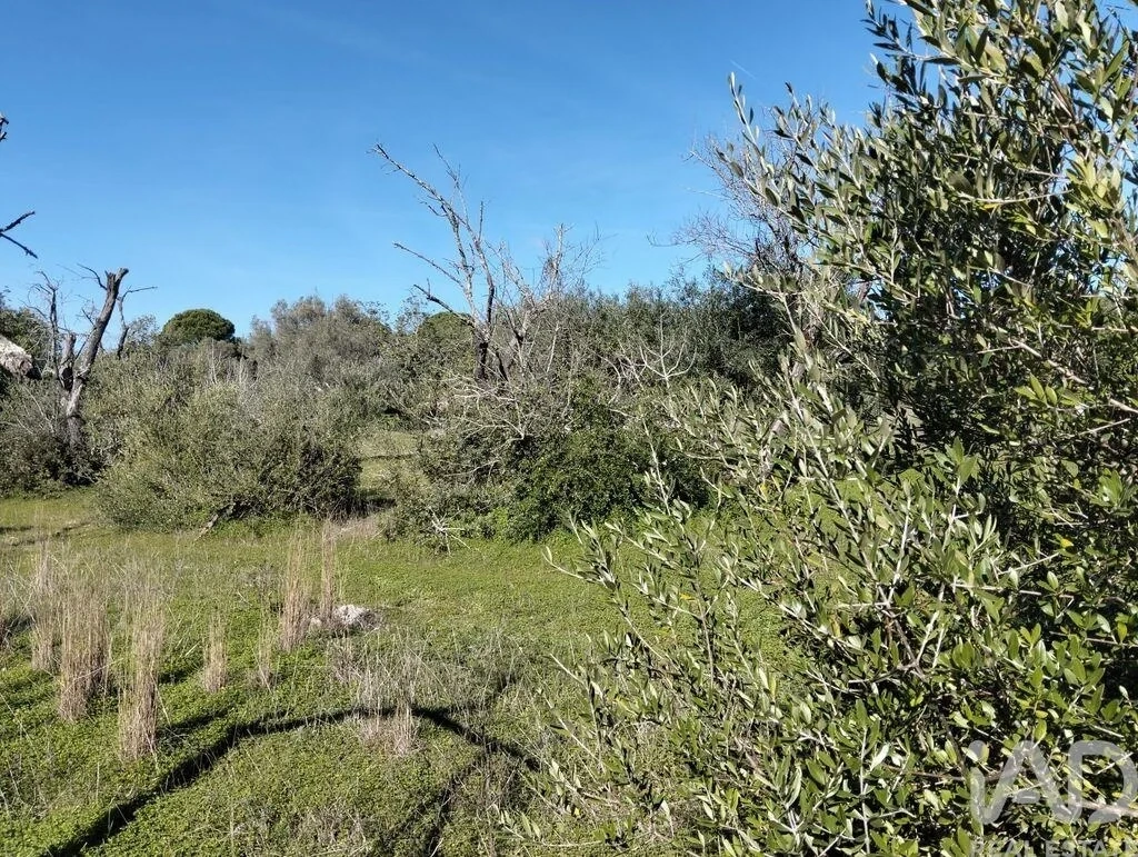 2 - vendita terreno são brás de alportel algarve portogallo