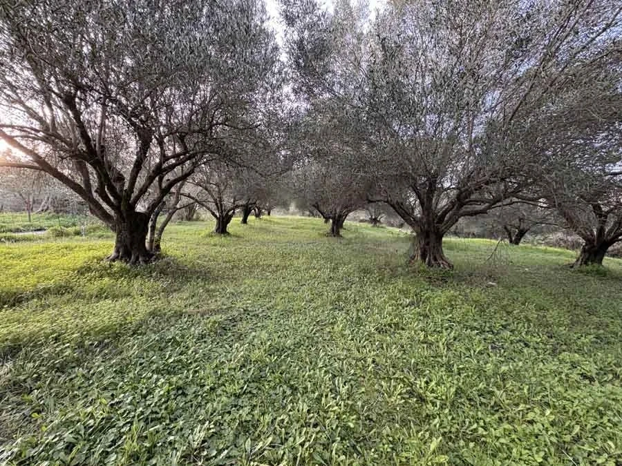 1 - vendita terreno kyrá chrysikoú isole ioniche grecia