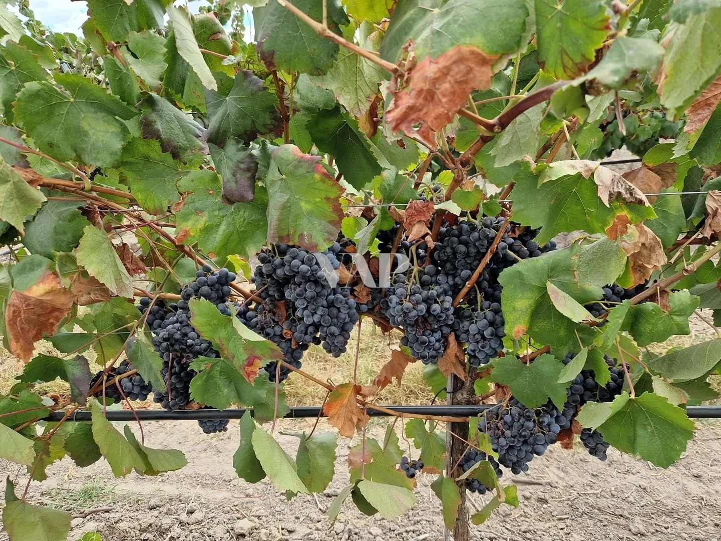 2 - verkauf grundstück vendas novas alentejo portugal