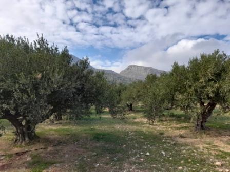 2 - vendita terreno zákros creta grecia