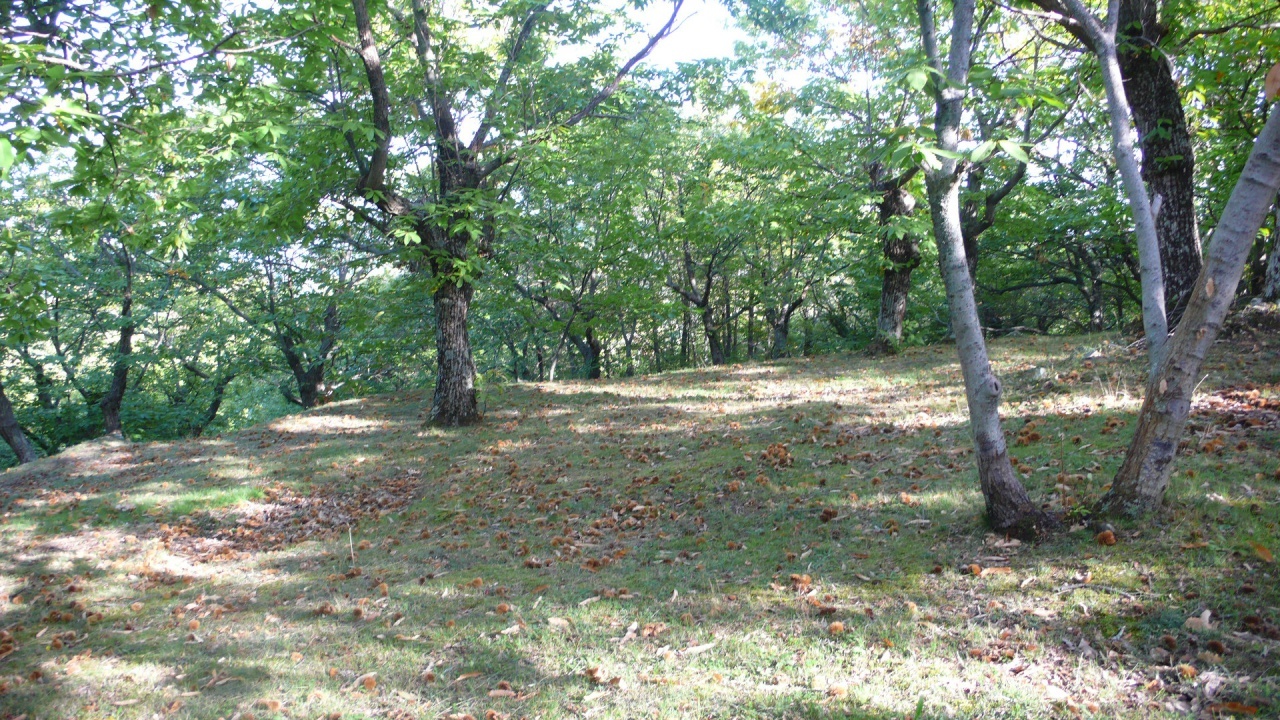 1 - venta terreno cinigiano toscana italia