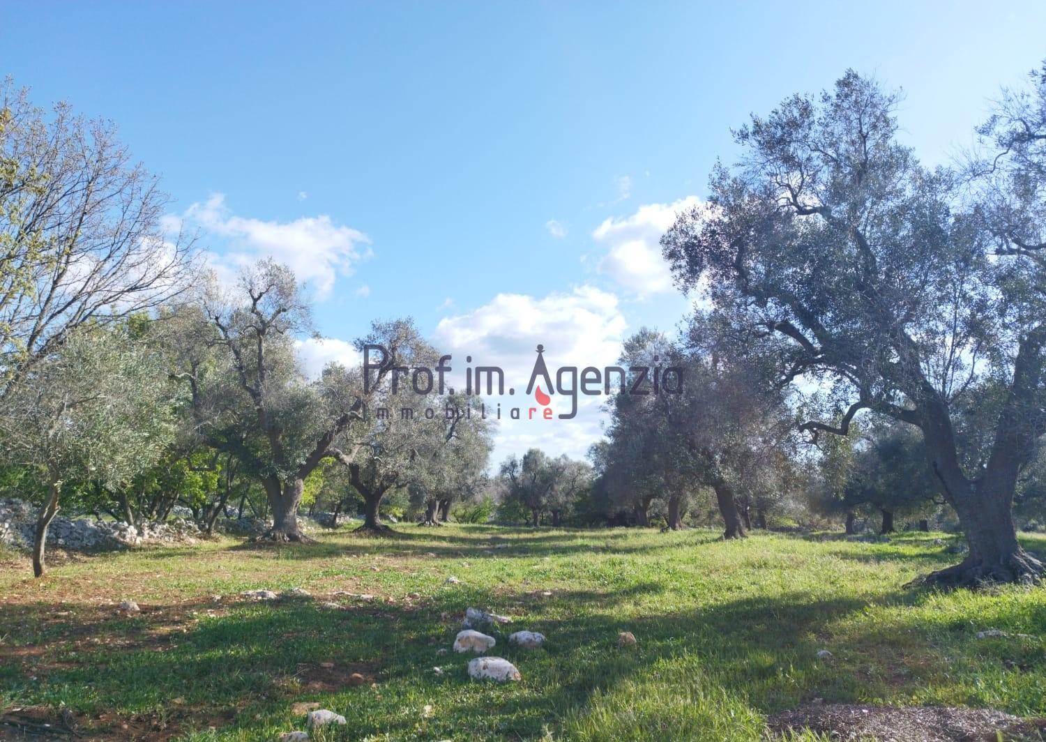 Terrain de 4 280 m²