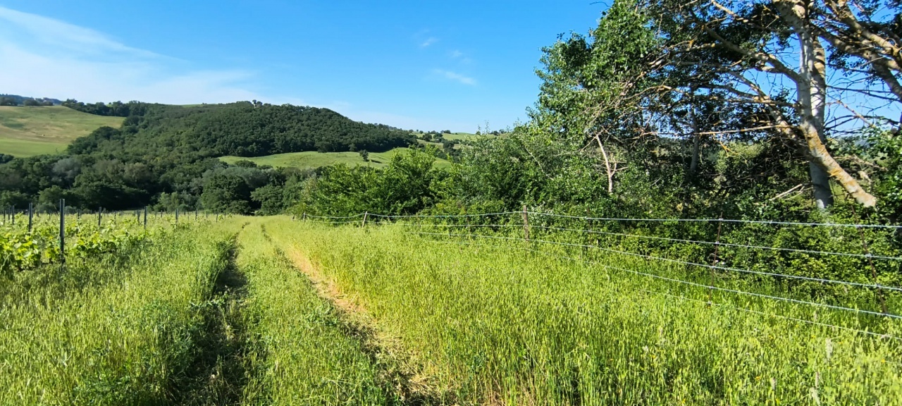 2 - venta comercio cinigiano toscana italia