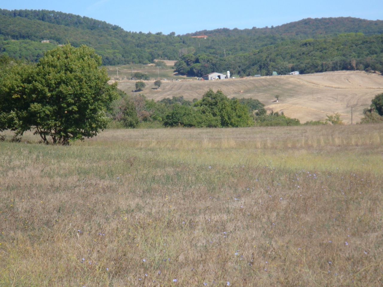1 - plot of land for sale in riparbella tuscany italy