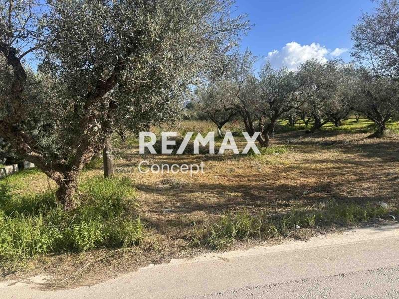 2 - vendita terreno zante isole ioniche grecia