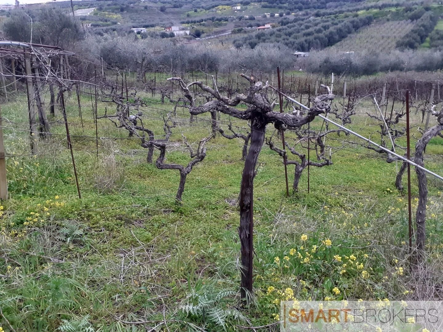 2 - vendita terreno skaláni creta grecia