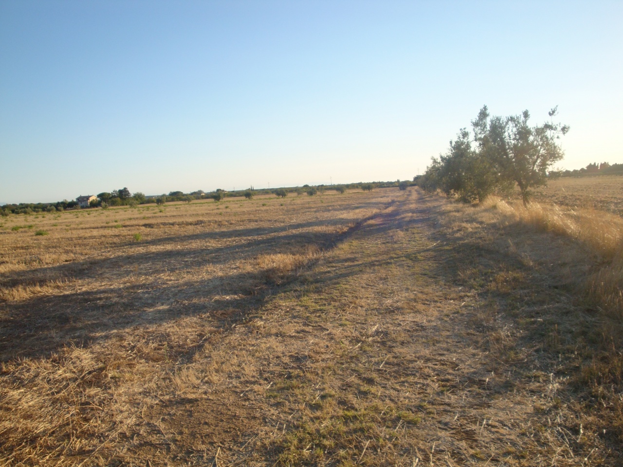 2 - vente terrain bibbona toscane italie