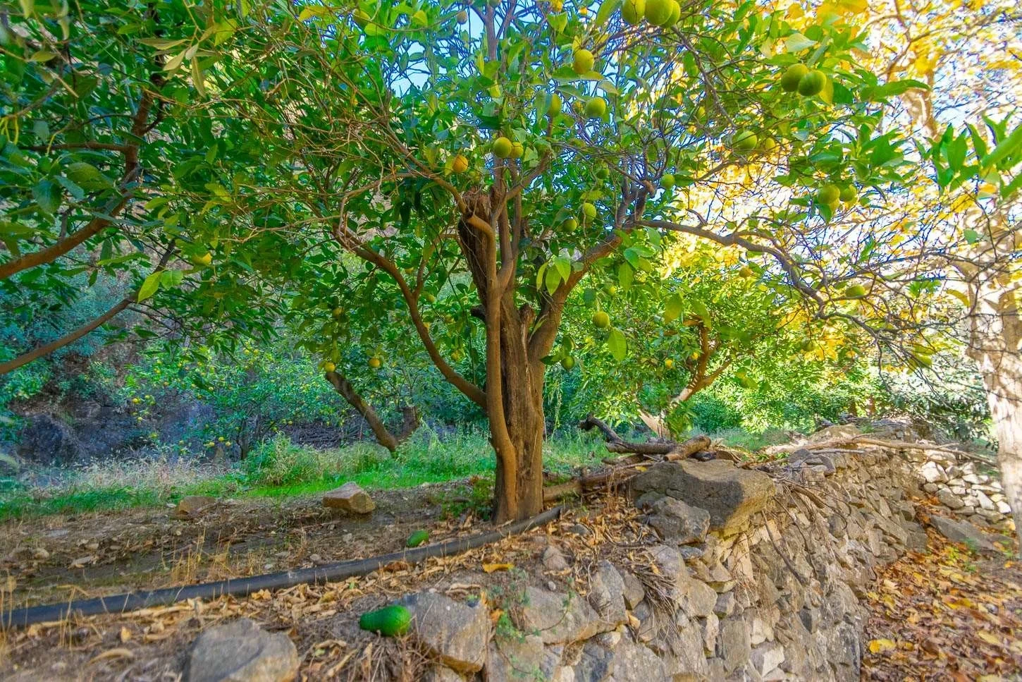 1 - vendita terreno canillas de albaida andalusia spagna