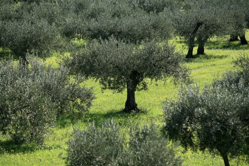 2 - vente terrain cecina toscane italie