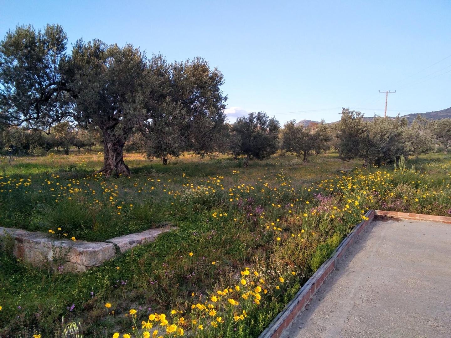 2 - vente terrain aegina attique grèce